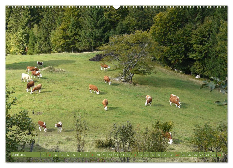 Hinterwälder - Die Kühe aus dem Schwarzwald (CALVENDO Premium Wandkalender 2024)