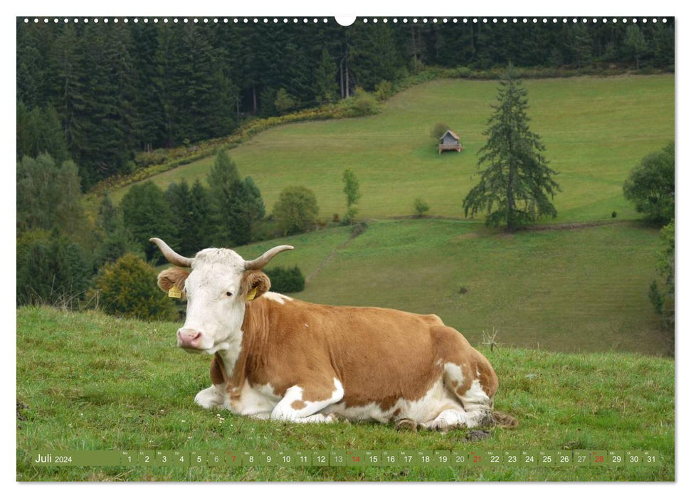 Backwoods - The cows from the Black Forest (CALVENDO Premium Wall Calendar 2024) 