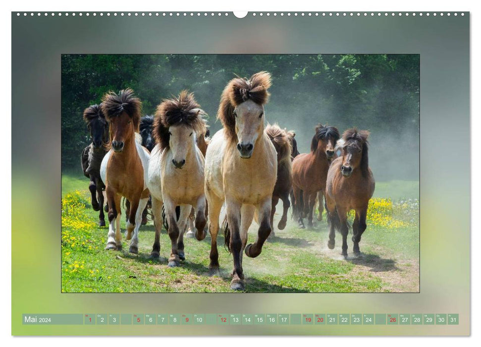 Chevaux de Minishetty à Draft Blood (Calvendo Premium Wall Calendar 2024) 