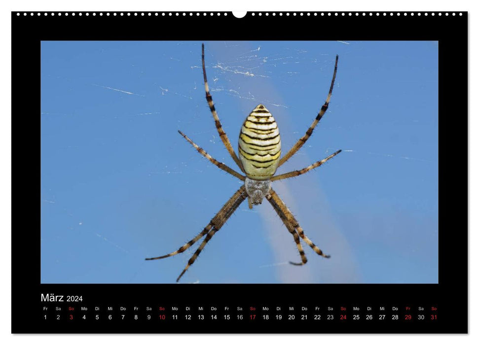 Voll vernetzt - Faszination Spinnen (CALVENDO Premium Wandkalender 2024)