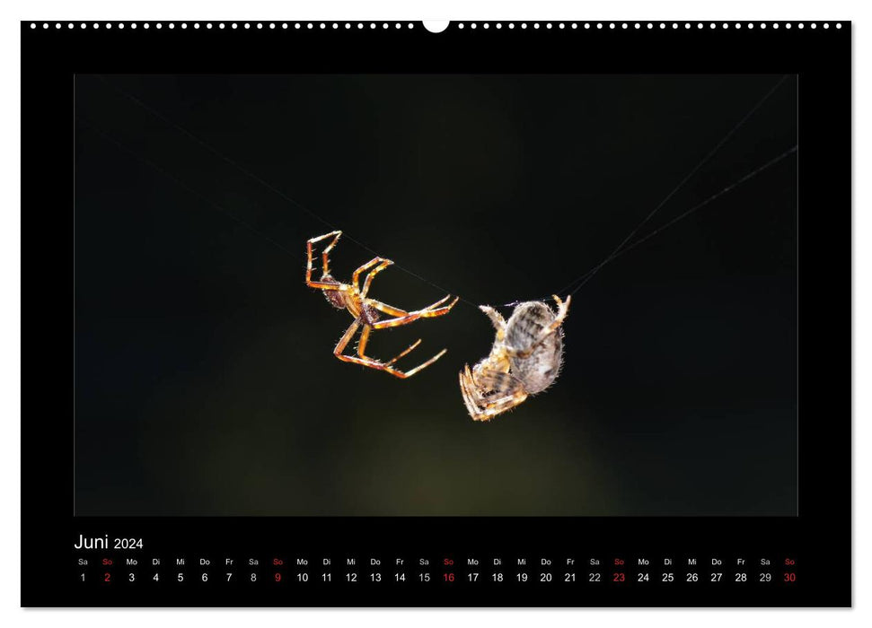 Voll vernetzt - Faszination Spinnen (CALVENDO Premium Wandkalender 2024)