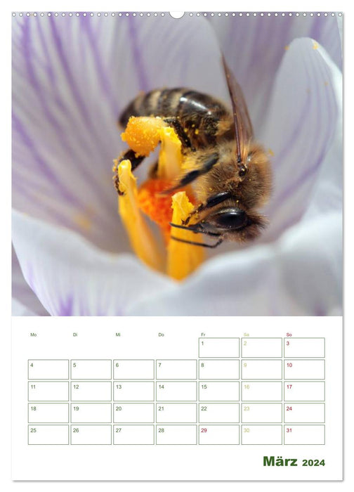 Bienen-Terminplaner 2024 (CALVENDO Wandkalender 2024)