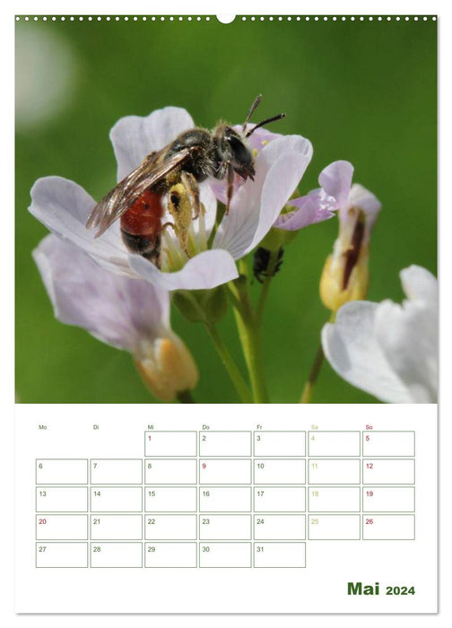 Bienen-Terminplaner 2024 (CALVENDO Wandkalender 2024)