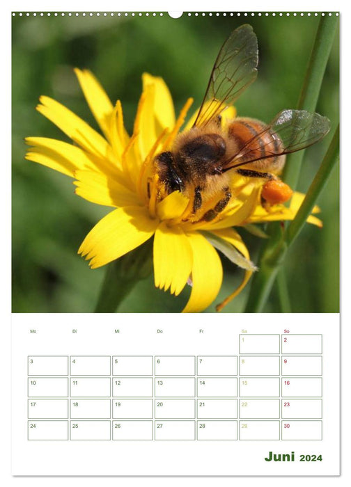 Bienen-Terminplaner 2024 (CALVENDO Wandkalender 2024)