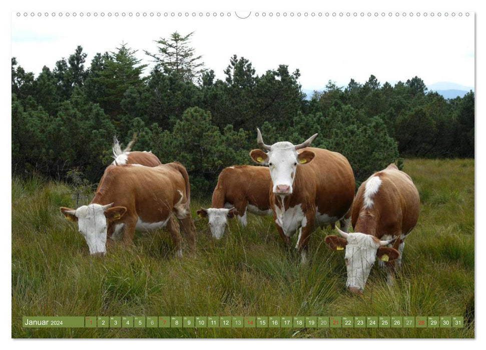 Hinterwälder - Die Kühe aus dem Schwarzwald (CALVENDO Wandkalender 2024)