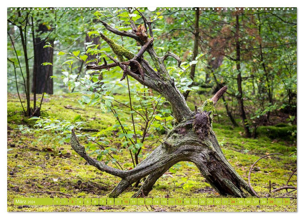 Forest journeymen - discover the diversity (CALVENDO wall calendar 2024) 