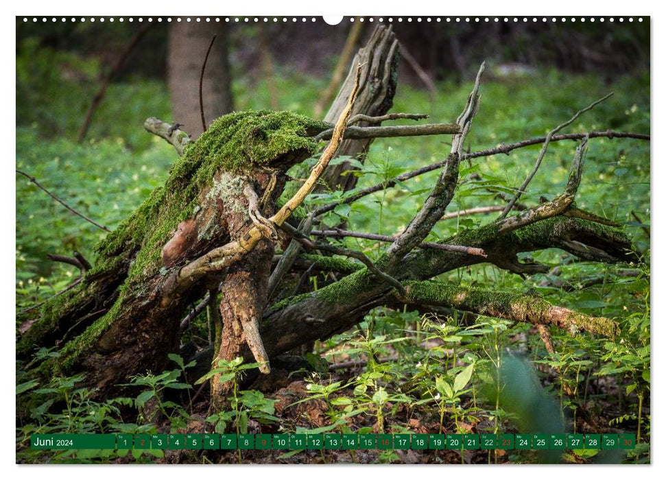 Forest journeymen - discover the diversity (CALVENDO wall calendar 2024) 