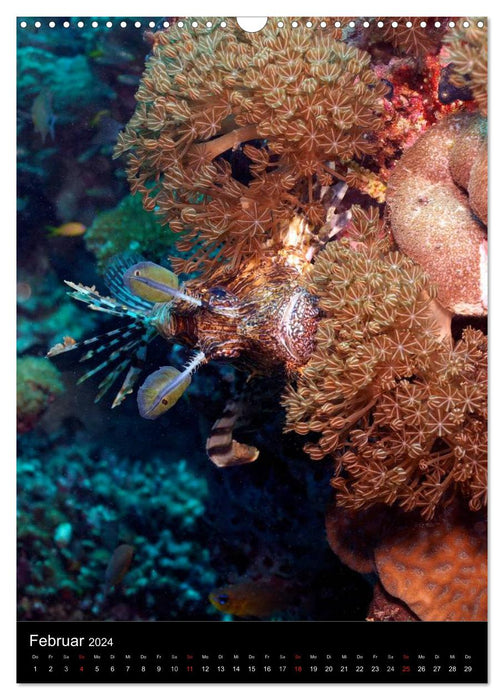 Diving in the Red Sea (CALVENDO wall calendar 2024) 
