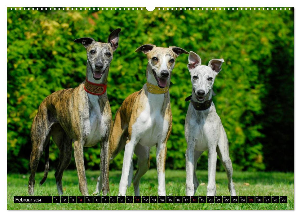 Rapide comme le vent - Whippet (Calvendo Premium Wall Calendar 2024) 