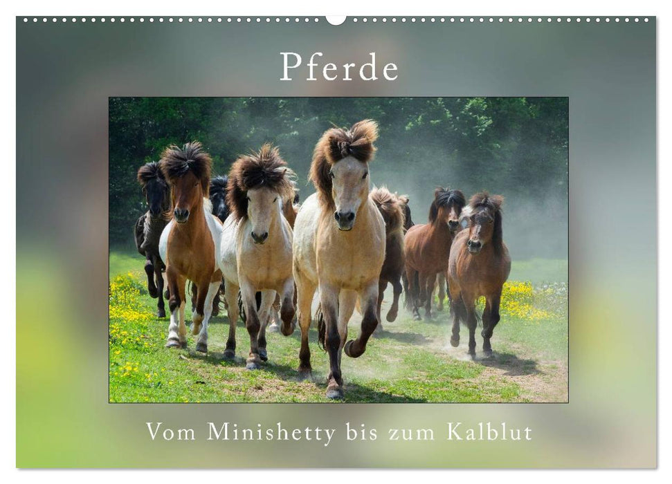 Horses From Minishetty to Draft Horses (CALVENDO Wall Calendar 2024) 