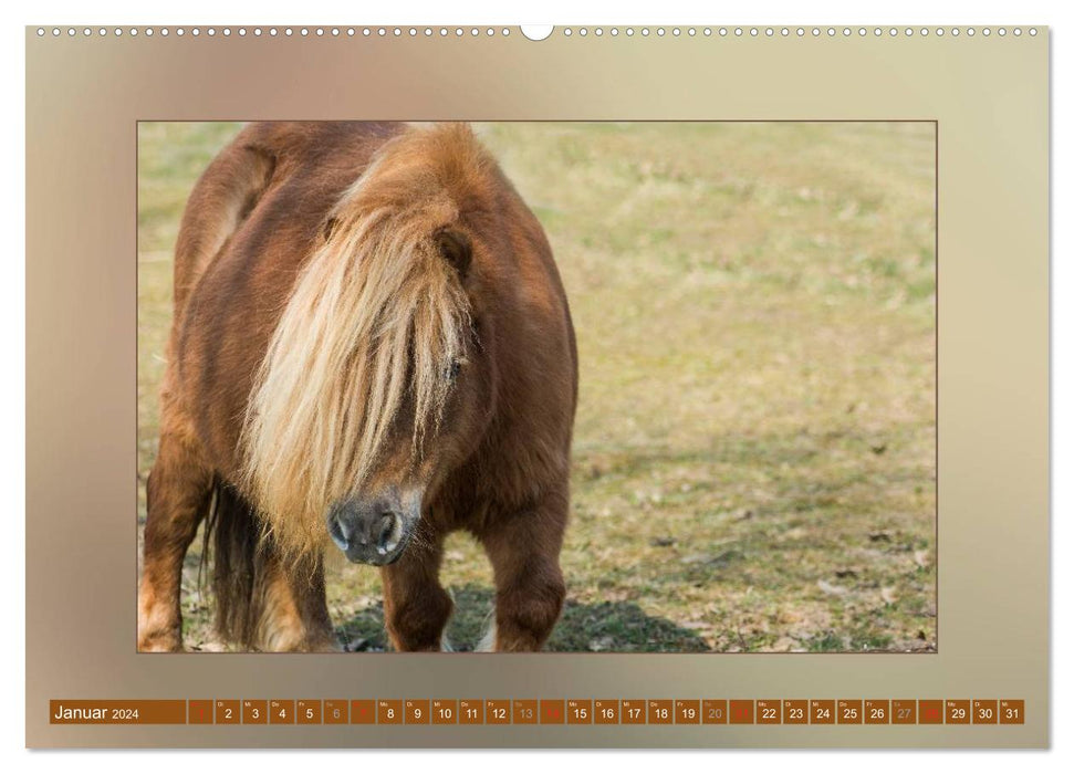 Horses From Minishetty to Draft Horses (CALVENDO Wall Calendar 2024) 
