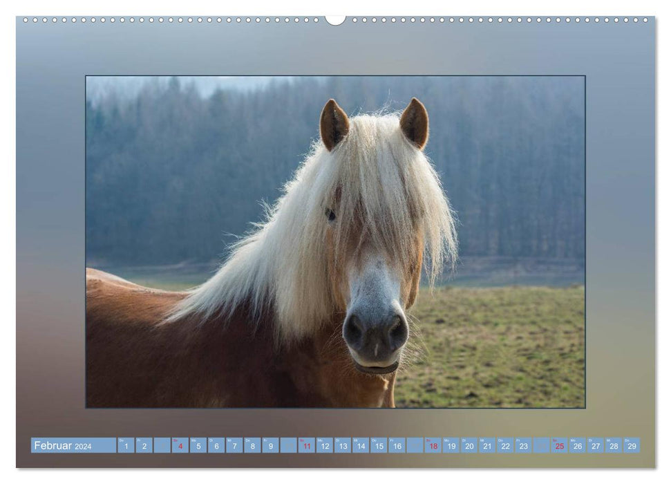 Horses From Minishetty to Draft Horses (CALVENDO Wall Calendar 2024) 