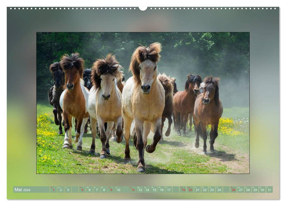 Pferde Vom Minishetty bis zum Kaltblut (CALVENDO Wandkalender 2024)