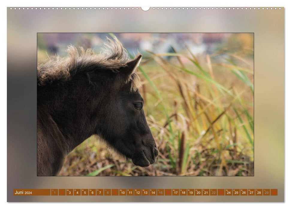Pferde Vom Minishetty bis zum Kaltblut (CALVENDO Wandkalender 2024)