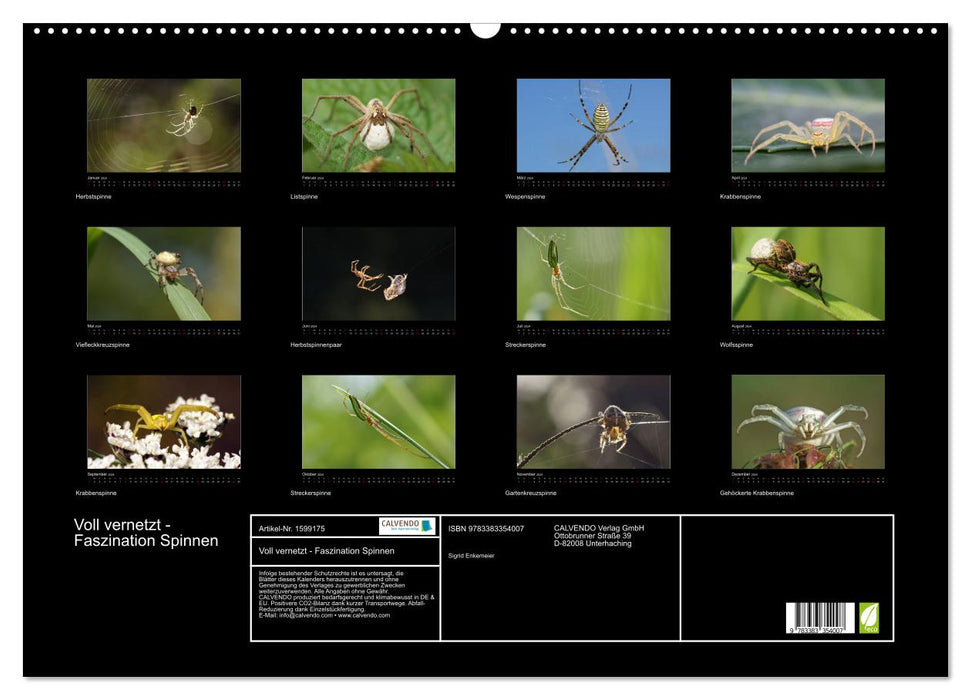 Fully networked - fascination with spiders (CALVENDO wall calendar 2024) 