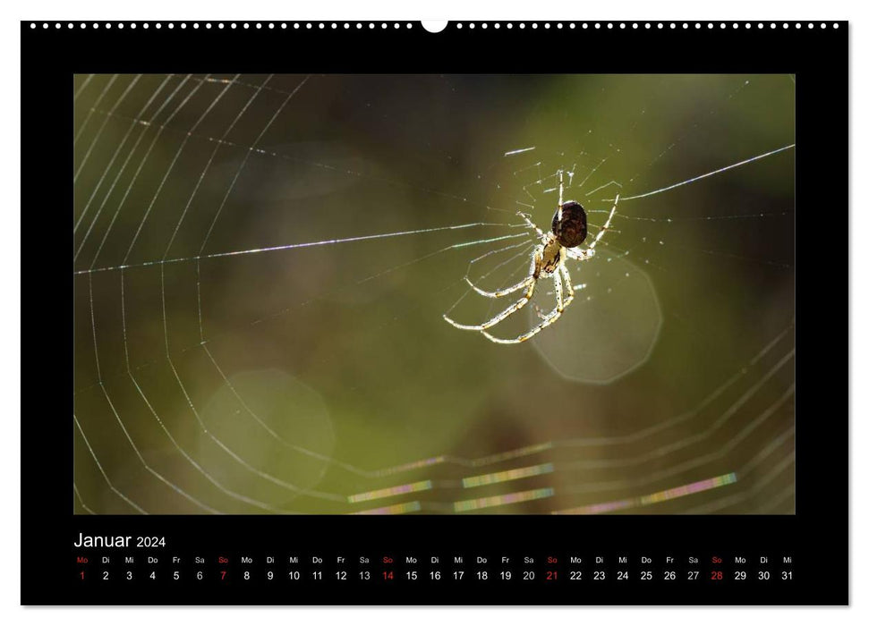 Fully networked - fascination with spiders (CALVENDO wall calendar 2024) 