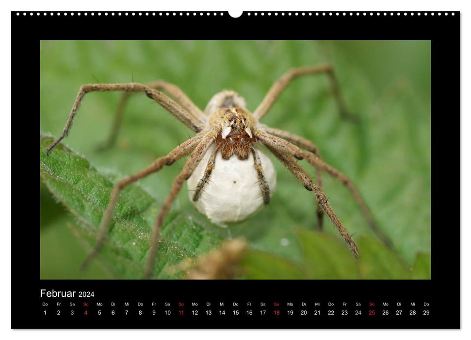 Fully networked - fascination with spiders (CALVENDO wall calendar 2024) 