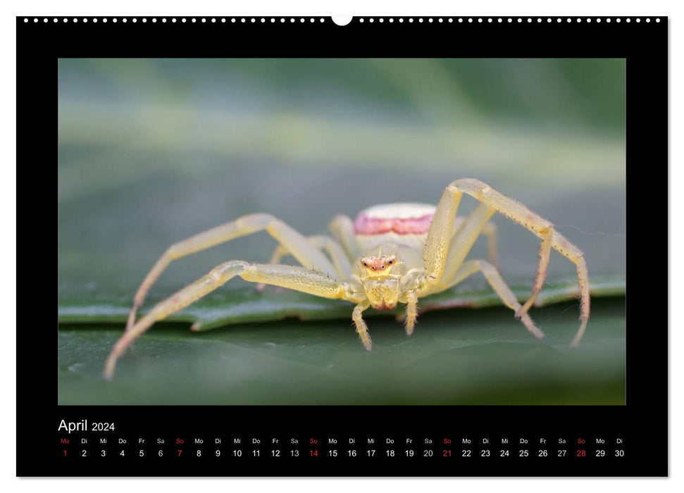 Fully networked - fascination with spiders (CALVENDO wall calendar 2024) 