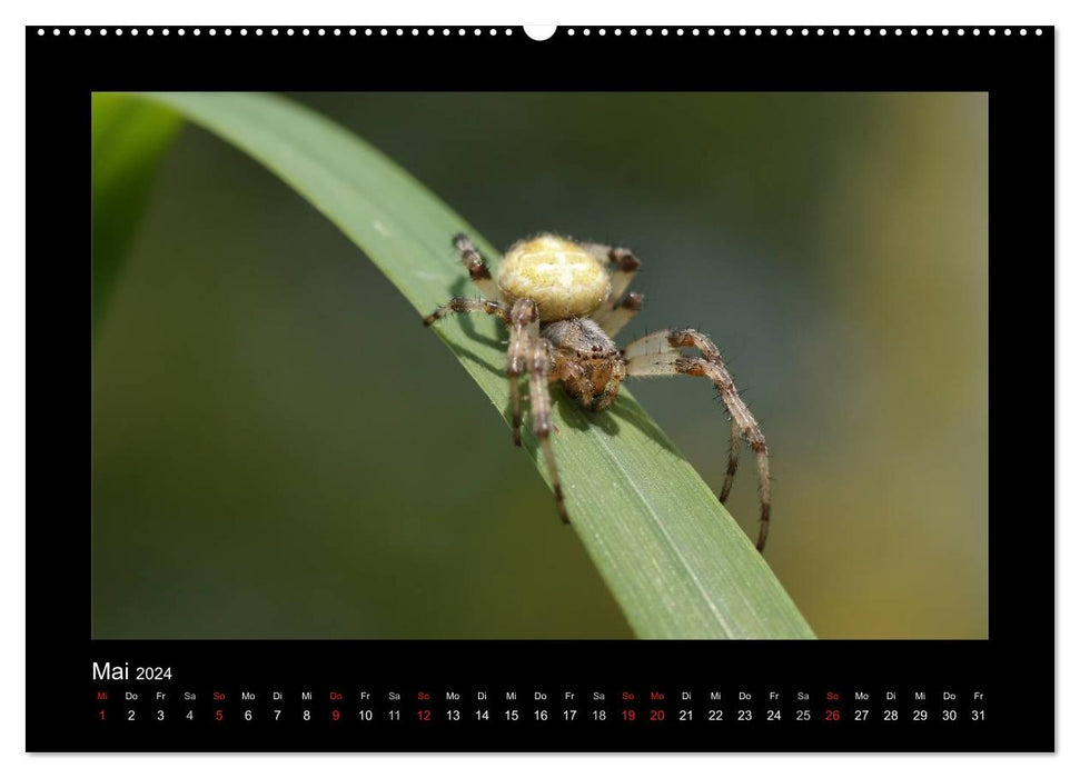 Fully networked - fascination with spiders (CALVENDO wall calendar 2024) 