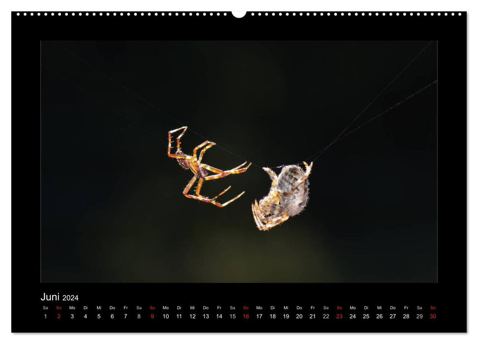 Fully networked - fascination with spiders (CALVENDO wall calendar 2024) 