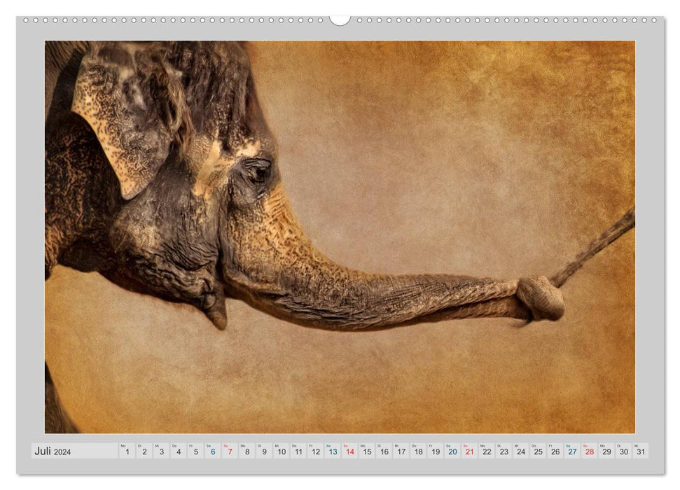 Elefanten - Portraits der besonderen Art (CALVENDO Premium Wandkalender 2024)