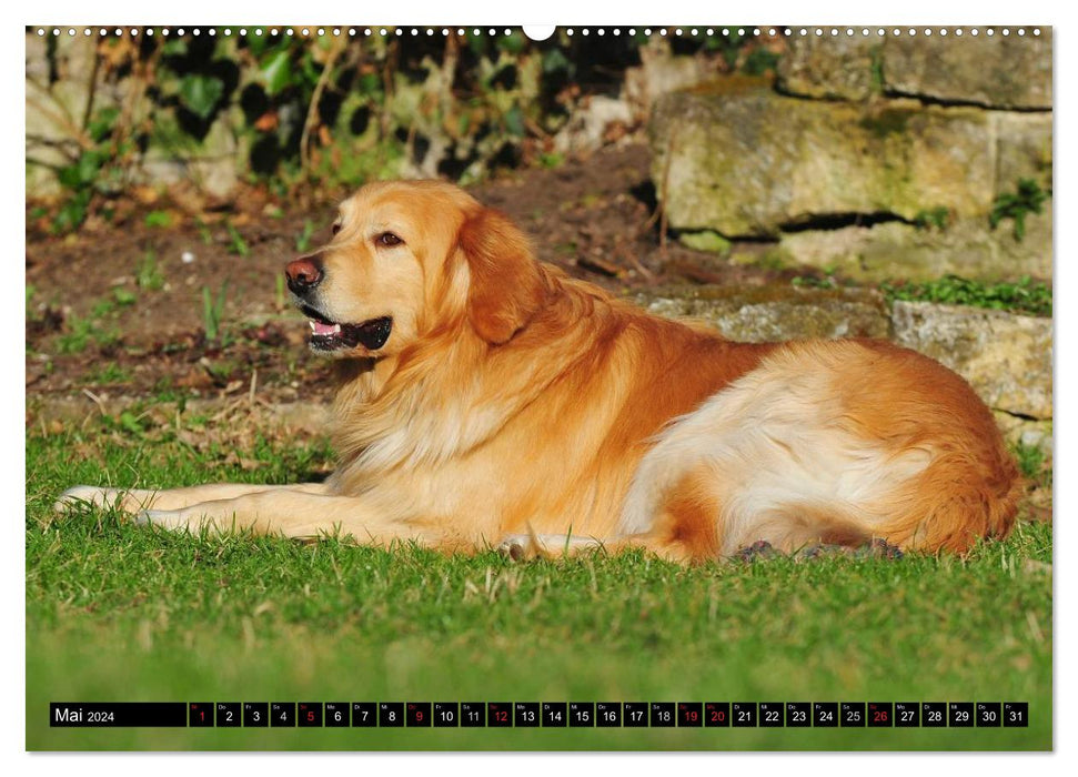 My best friend - The Hovawart (CALVENDO Premium Wall Calendar 2024) 