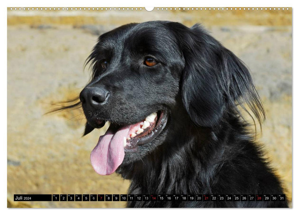 My best friend - The Hovawart (CALVENDO Premium Wall Calendar 2024) 