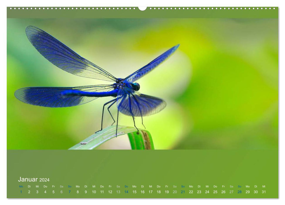 Butterflies, beetles and the like are fascinating, but extremely endangered (CALVENDO Premium Wall Calendar 2024) 