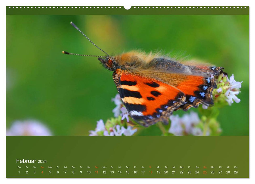 Les papillons, les coléoptères et autres sont fascinants, mais extrêmement menacés (Calendrier mural CALVENDO Premium 2024) 