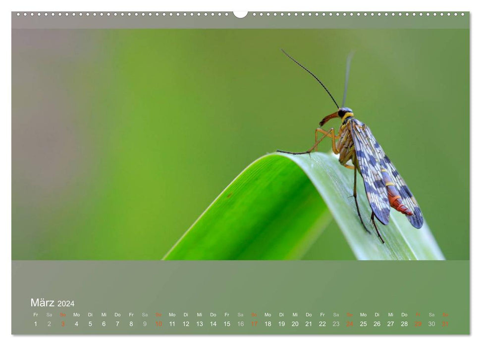 Les papillons, les coléoptères et autres sont fascinants, mais extrêmement menacés (Calendrier mural CALVENDO Premium 2024) 