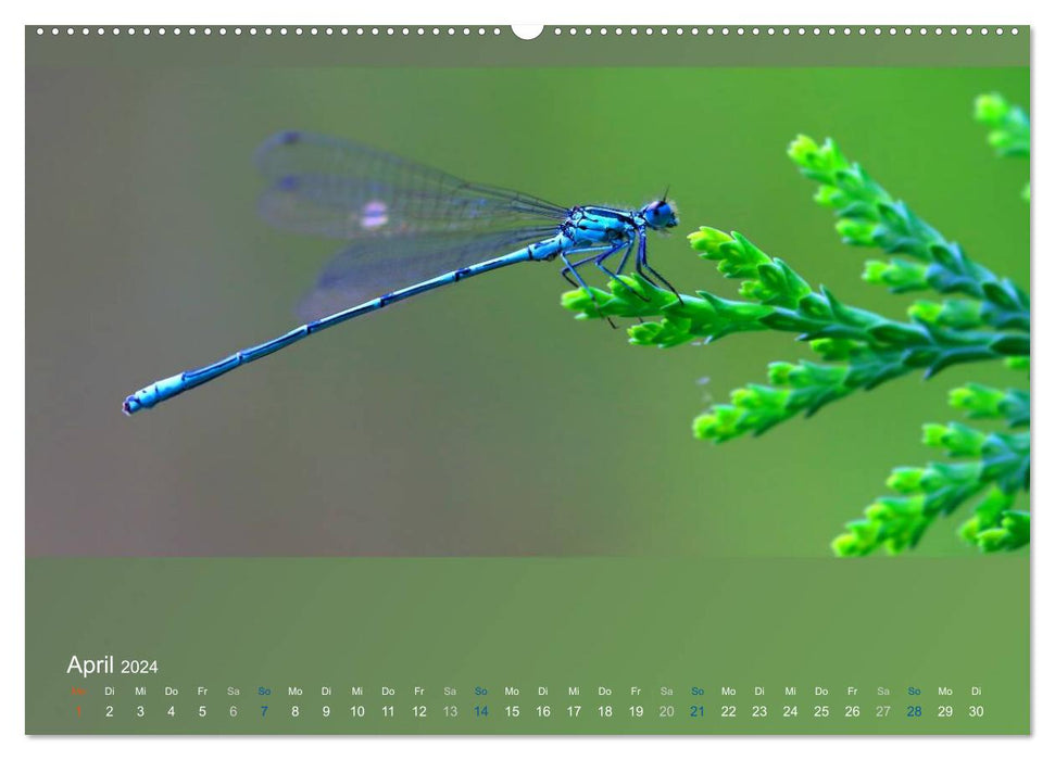 Les papillons, les coléoptères et autres sont fascinants, mais extrêmement menacés (Calendrier mural CALVENDO Premium 2024) 