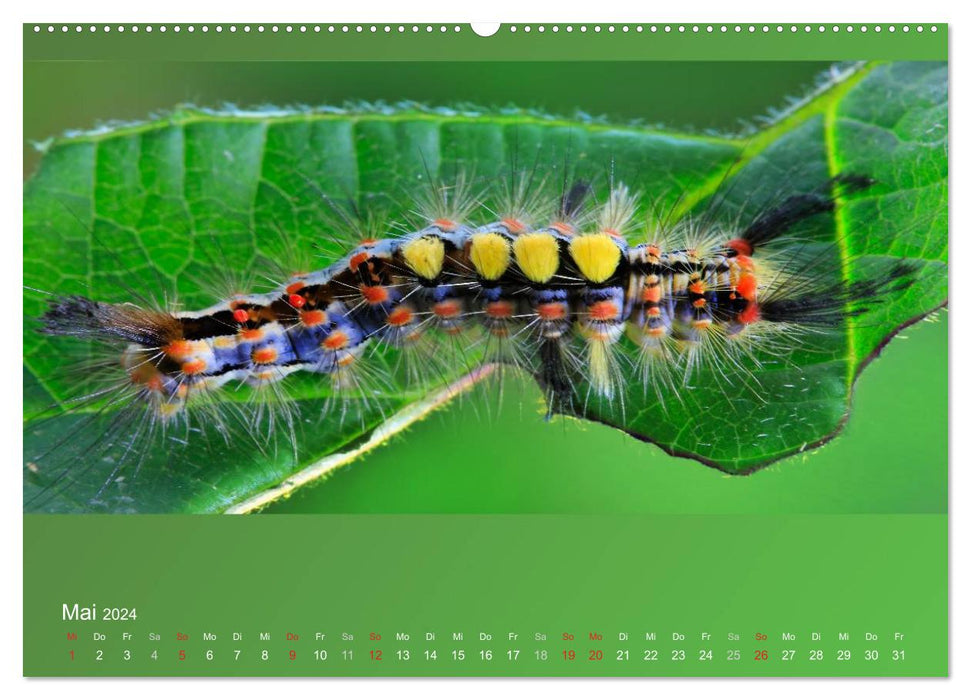 Falter, Käfer und Co.faszinierend, doch extrem gefährdet (CALVENDO Premium Wandkalender 2024)