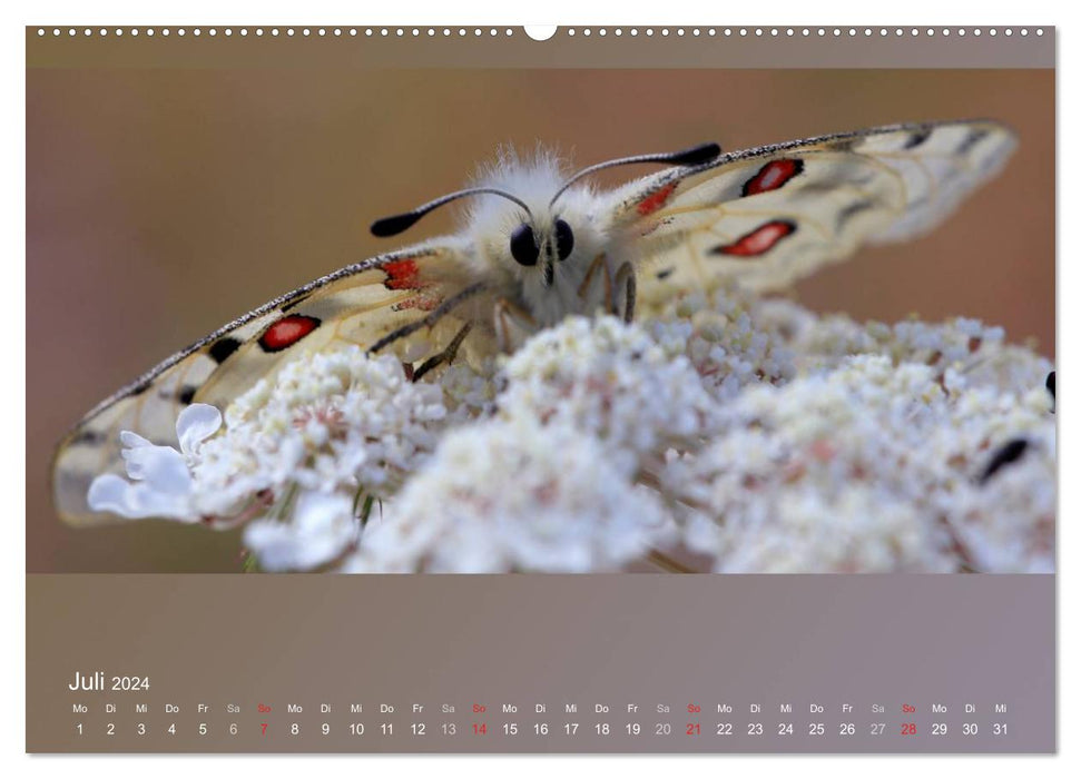 Les papillons, les coléoptères et autres sont fascinants, mais extrêmement menacés (Calendrier mural CALVENDO Premium 2024) 