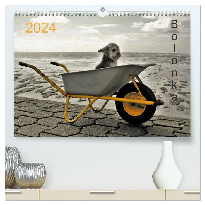 Bolonka 2024 (CALVENDO Premium Wall Calendar 2024) 