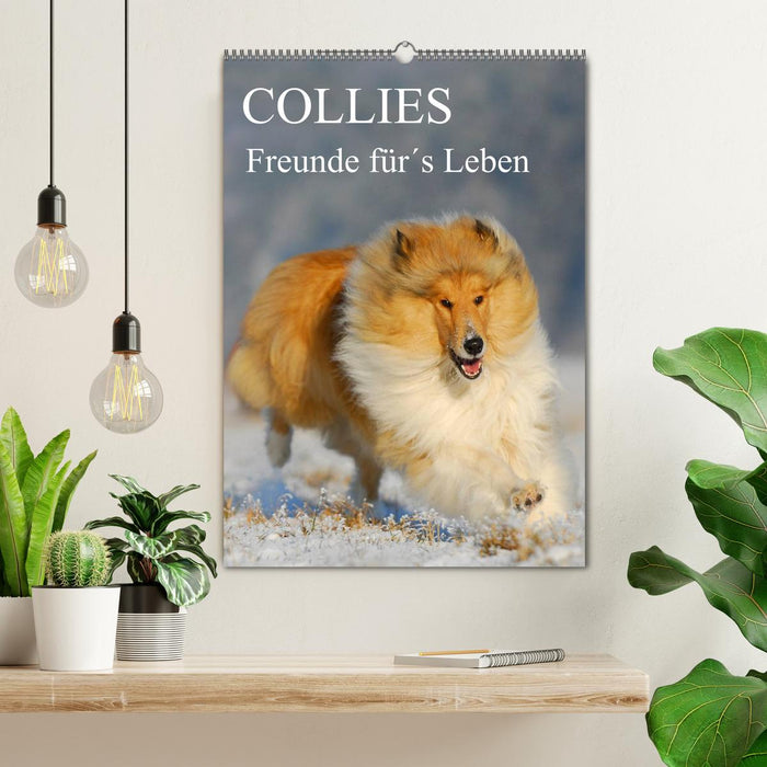 Collies - amis pour la vie (calendrier mural CALVENDO 2024) 