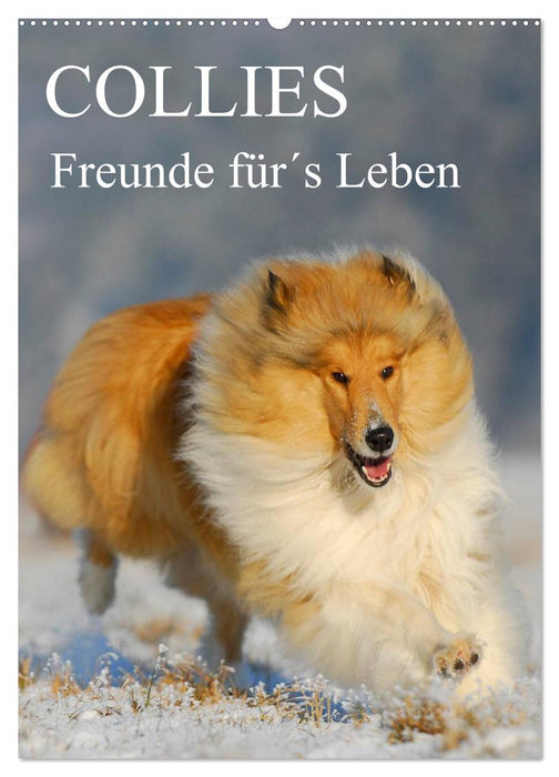 Collies - friends for life (CALVENDO wall calendar 2024) 