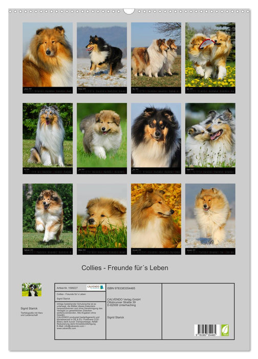 Collies - friends for life (CALVENDO wall calendar 2024) 