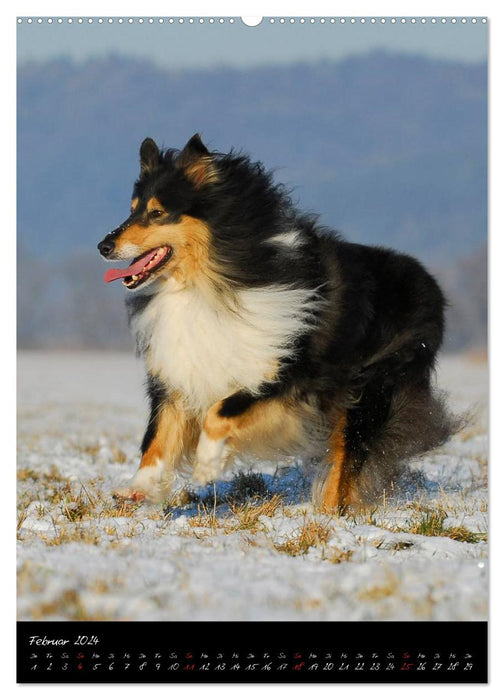 Collies - friends for life (CALVENDO wall calendar 2024) 