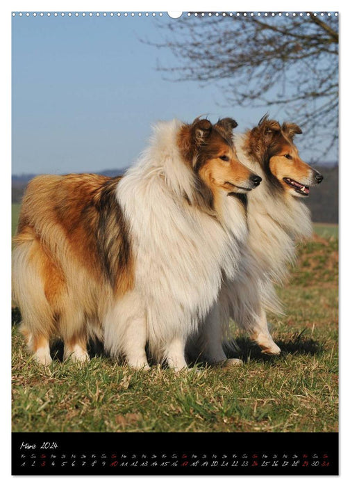 Collies - friends for life (CALVENDO wall calendar 2024) 