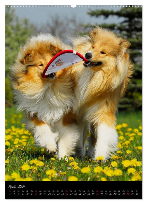 Collies - friends for life (CALVENDO wall calendar 2024) 