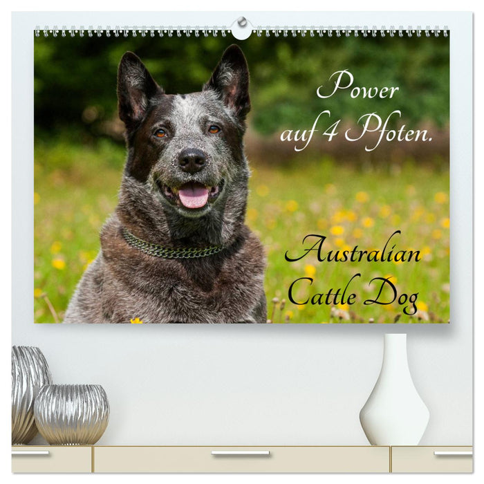 Power on 4 paws. Australian Cattle Dog (CALVENDO Premium Wall Calendar 2024) 