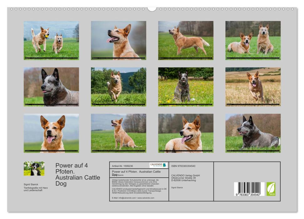 Power on 4 paws. Australian Cattle Dog (CALVENDO Premium Wall Calendar 2024) 