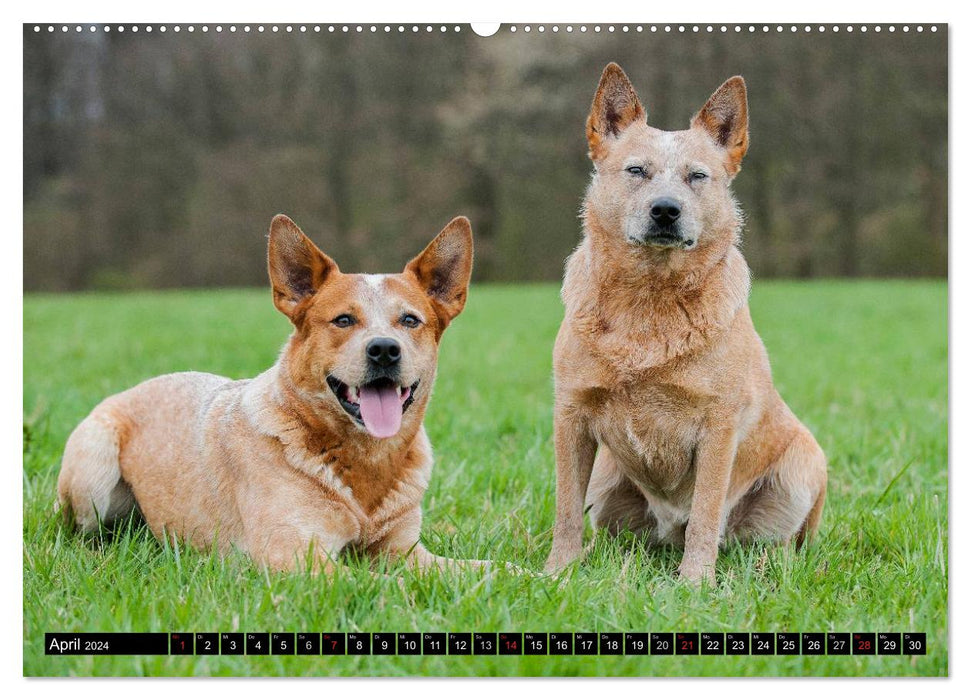 Power auf 4 Pfoten. Australian Cattle Dog (CALVENDO Premium Wandkalender 2024)
