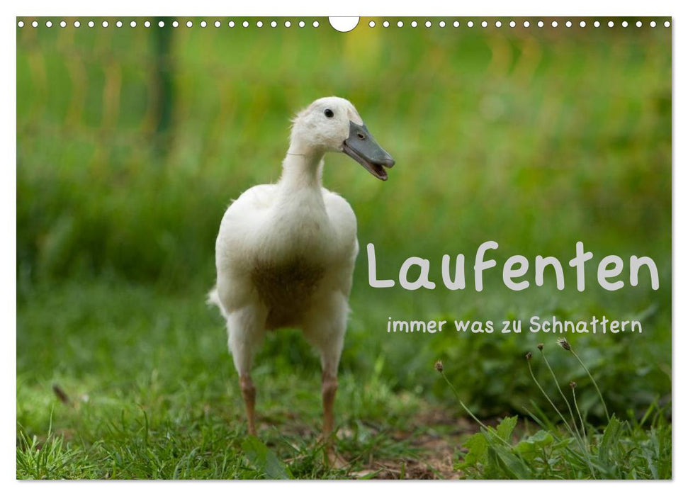 Running ducks always have something to chatter about (CALVENDO wall calendar 2024) 