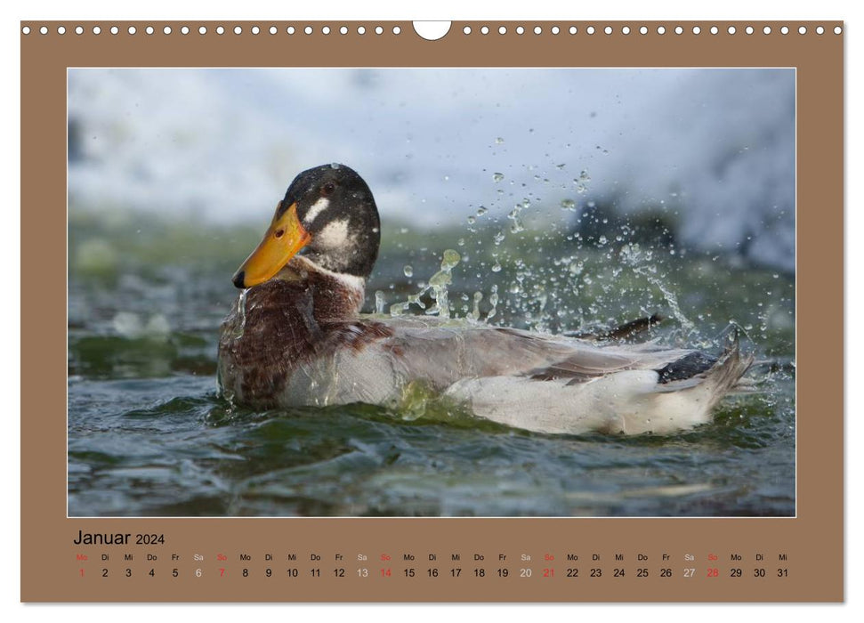 Les canards qui courent ont toujours de quoi bavarder (Calendrier mural CALVENDO 2024) 