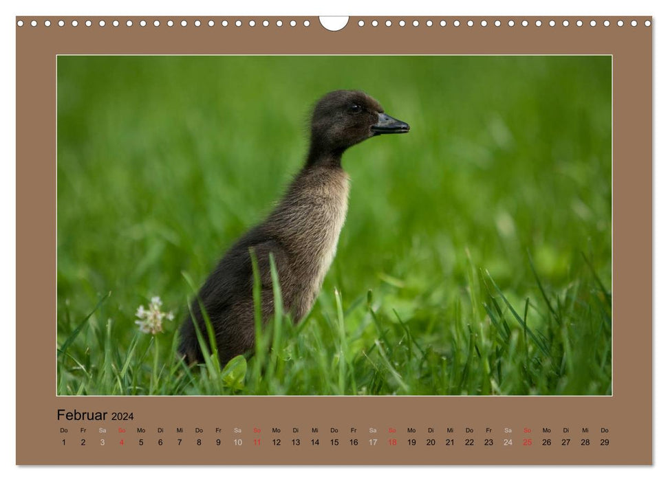 Running ducks always have something to chatter about (CALVENDO wall calendar 2024) 