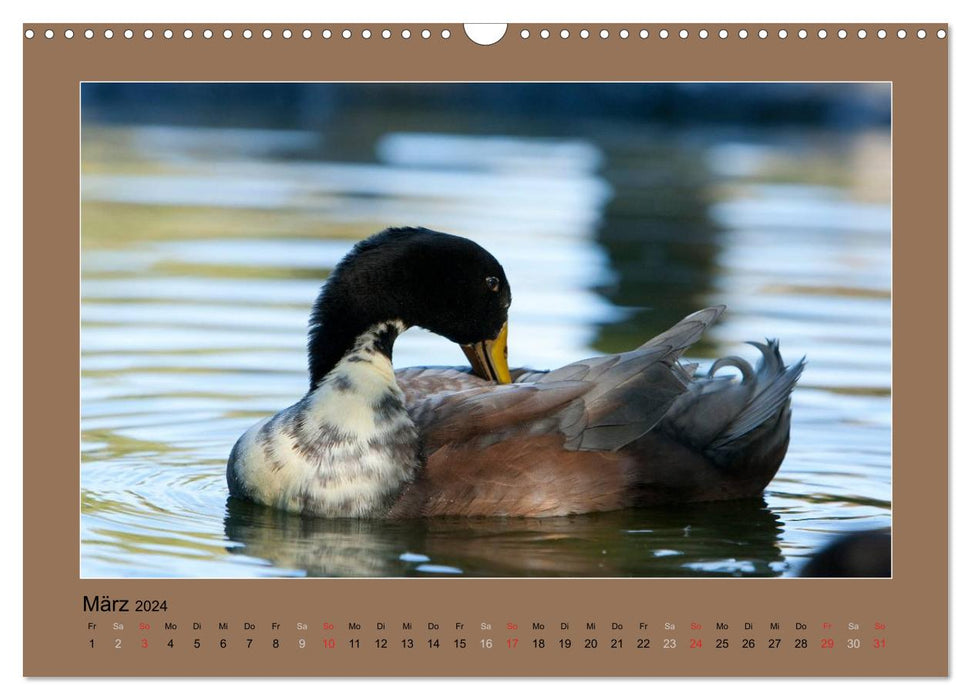 Running ducks always have something to chatter about (CALVENDO wall calendar 2024) 