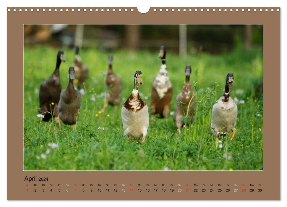 Les canards qui courent ont toujours de quoi bavarder (Calendrier mural CALVENDO 2024) 