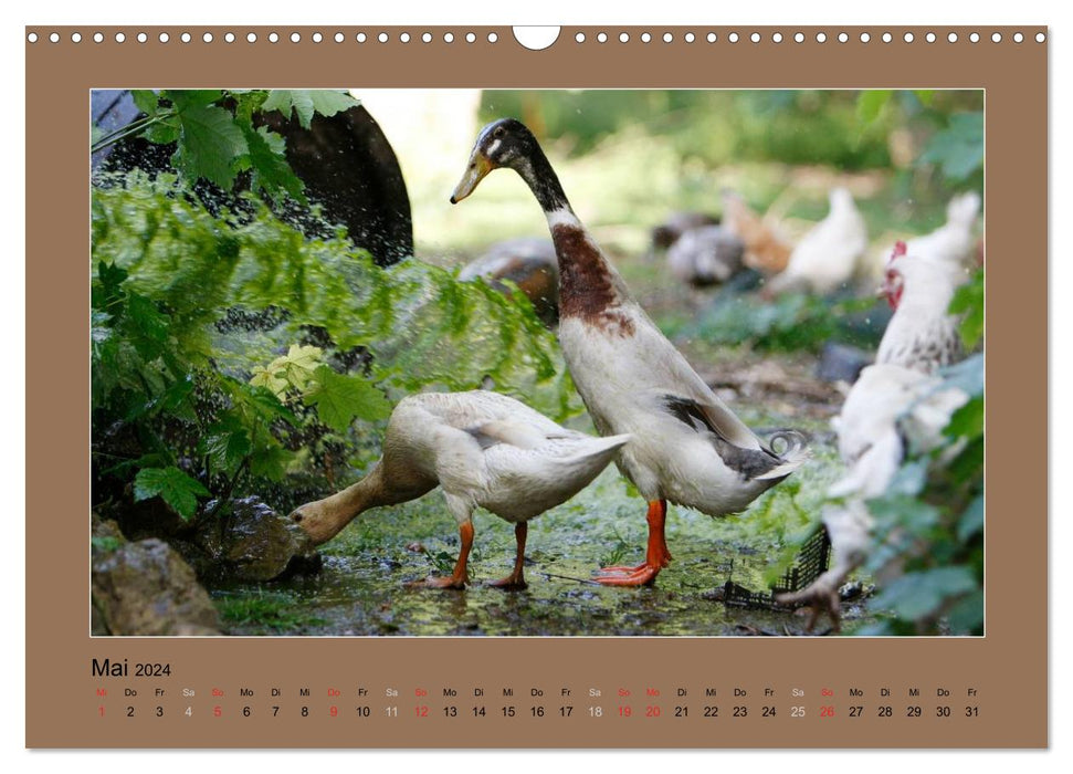 Les canards qui courent ont toujours de quoi bavarder (Calendrier mural CALVENDO 2024) 