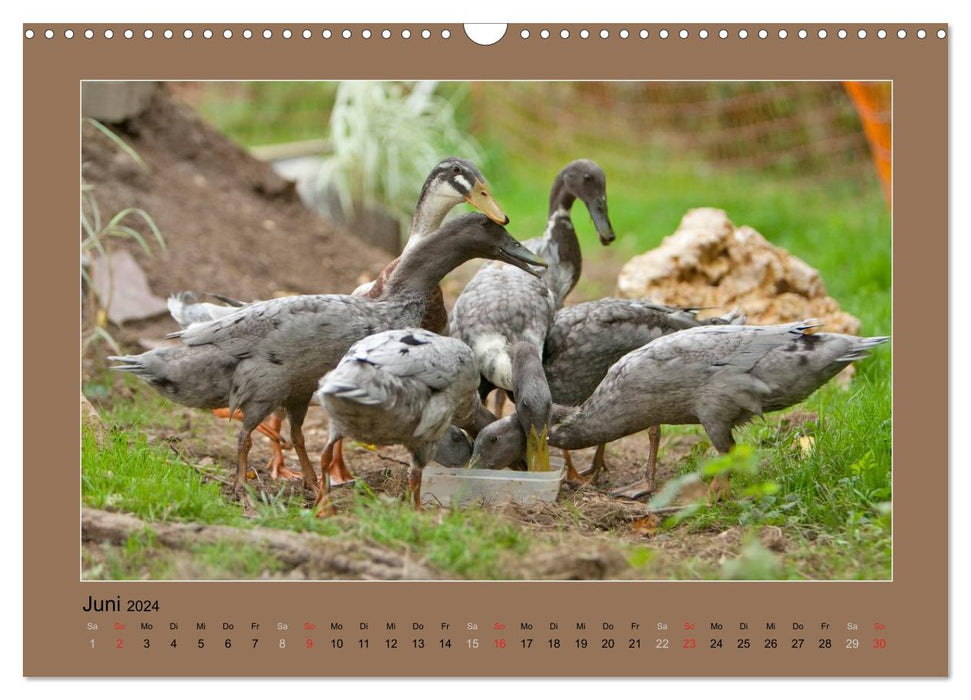 Running ducks always have something to chatter about (CALVENDO wall calendar 2024) 